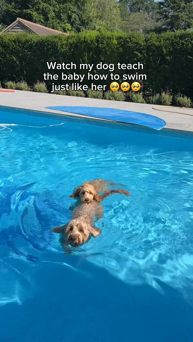 Goldendoodle Sisters’ Pool Day = Pure Joy