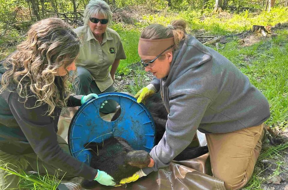 Bear Survives 2 Years With Plastic Stuck!
