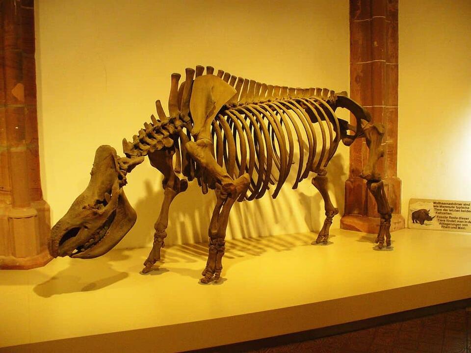 Woolly Rhino Found in Alaska?!