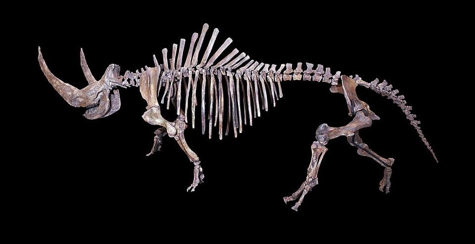 Woolly Rhino Found in Alaska?!