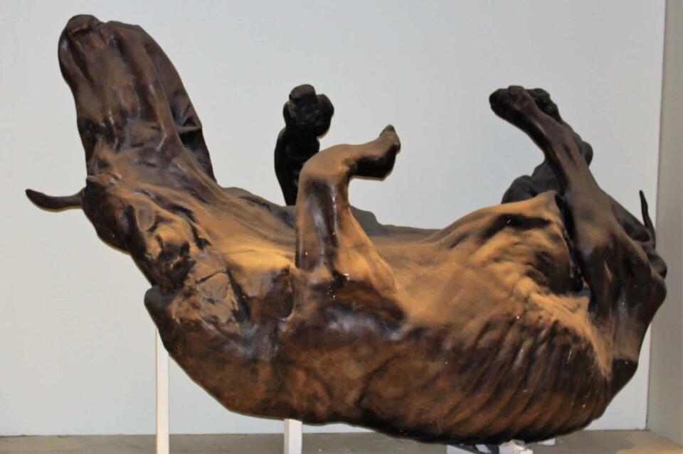 Woolly Rhino Found in Alaska?!