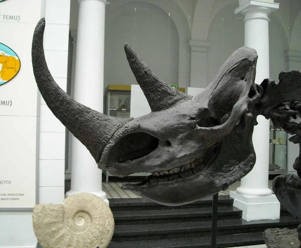 Woolly Rhino Found in Alaska?!