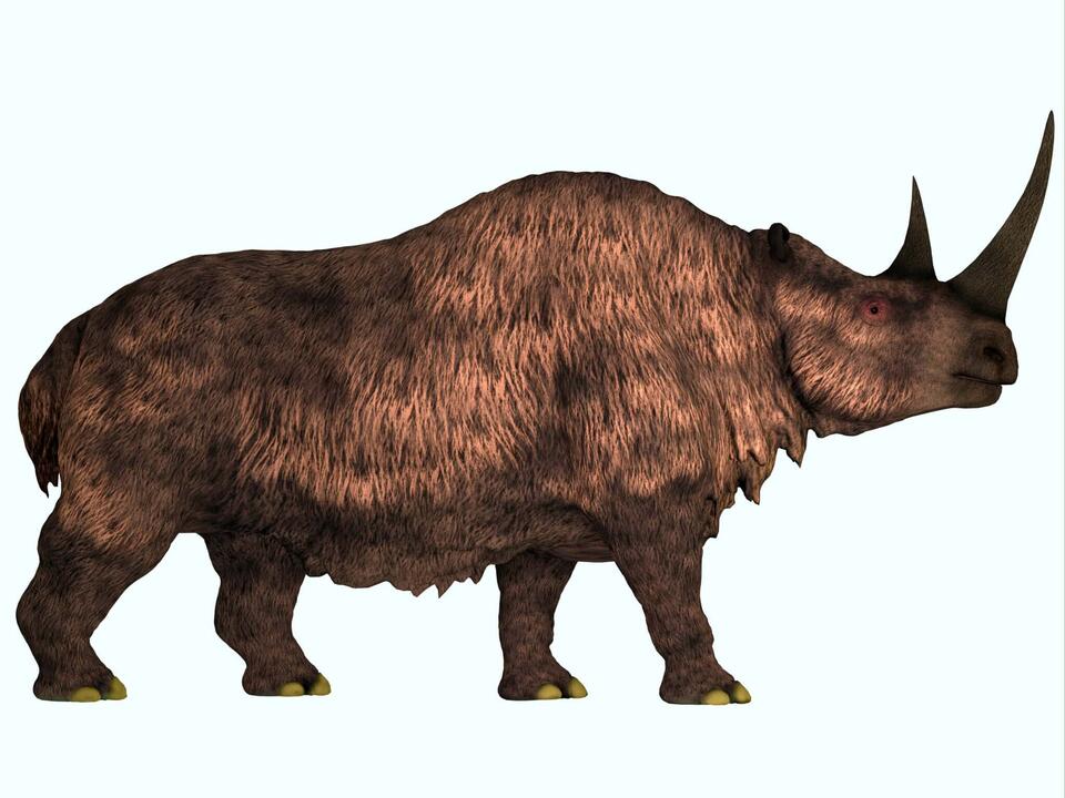 Woolly Rhino Found in Alaska?!