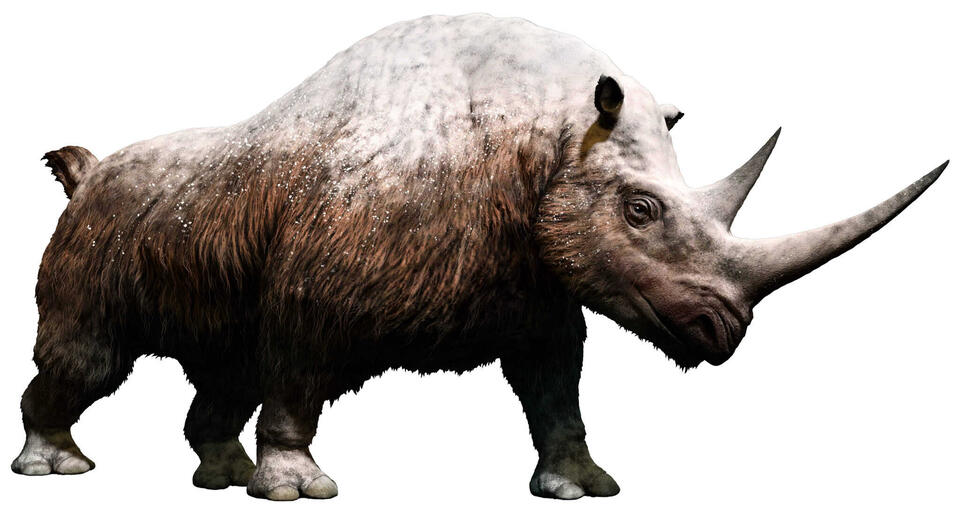 Woolly Rhino Found in Alaska?!