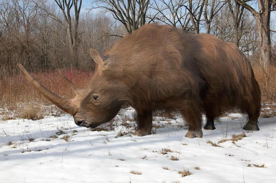 Woolly Rhino Found in Alaska?!