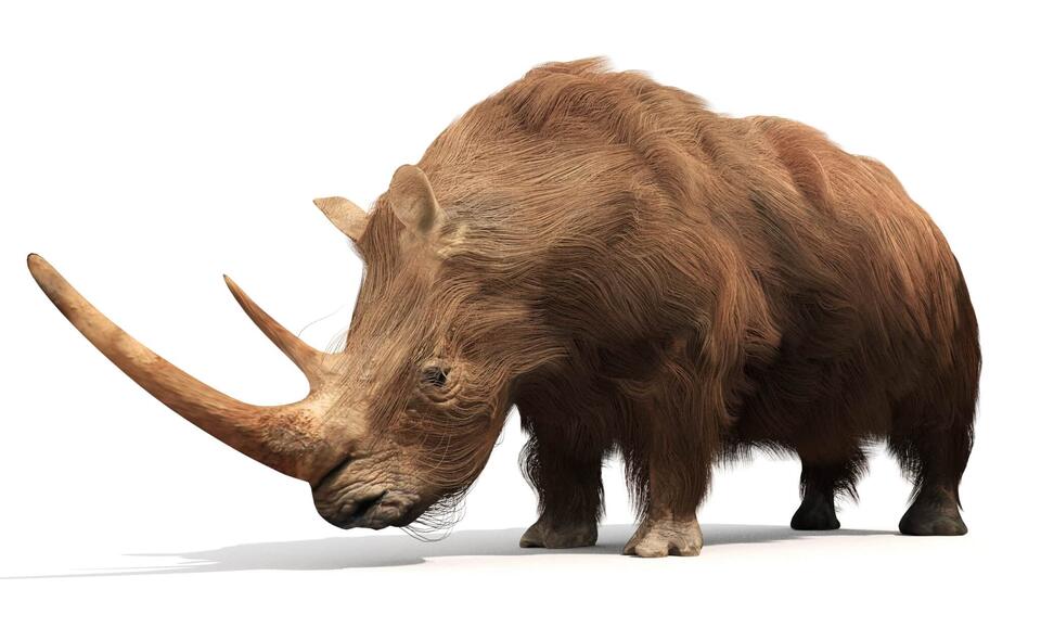 Woolly Rhino Found in Alaska?!