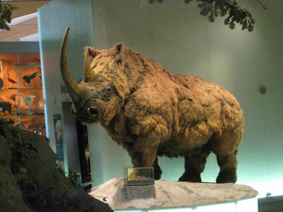 Woolly Rhino Found in Alaska?!