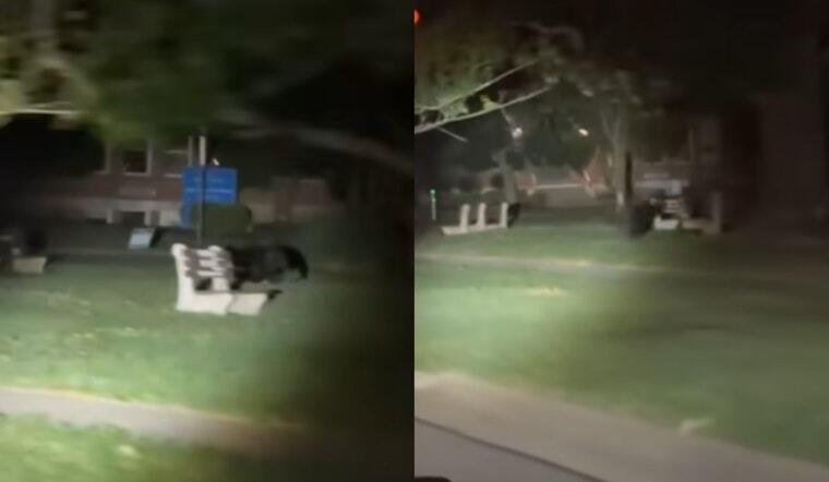 Bear Spotted Roaming Cincy Streets?!