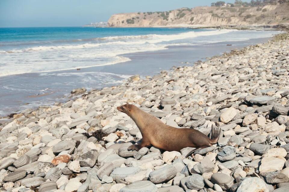 Sea Lion Comeback After Toxic Bloom!