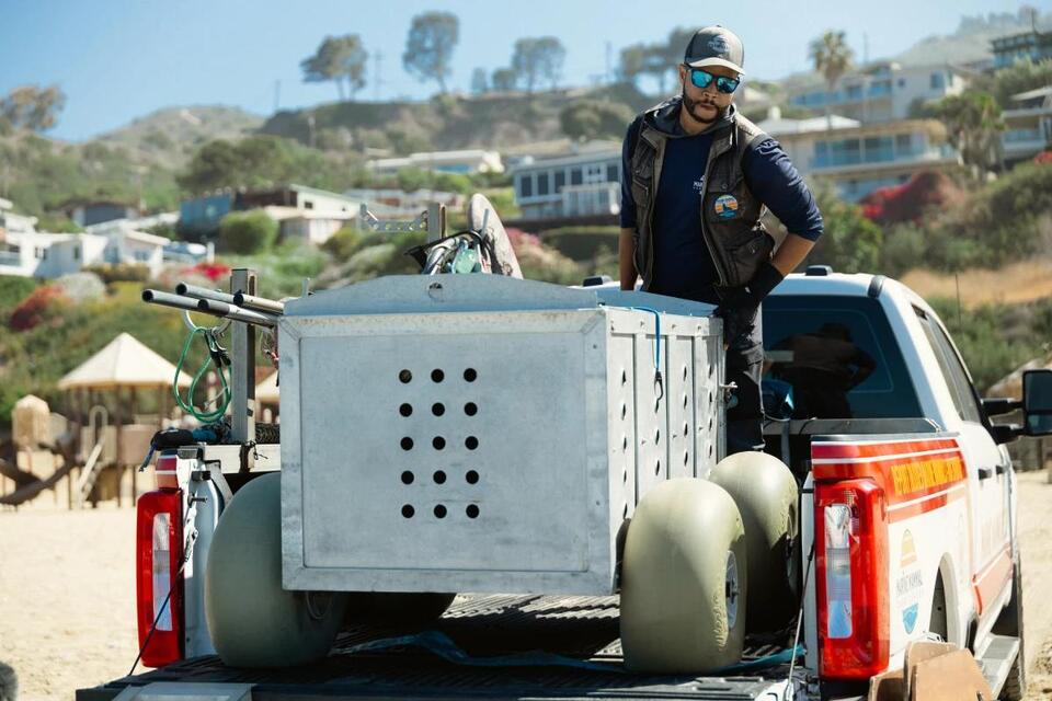 Sea Lion Comeback After Toxic Bloom!