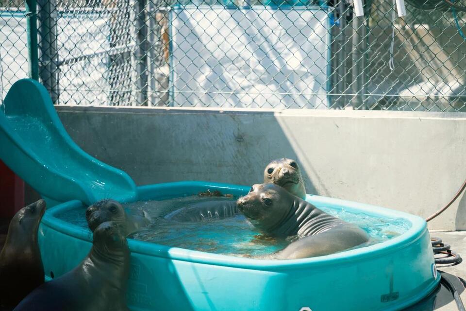 Sea Lion Comeback After Toxic Bloom!