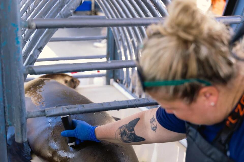 Sea Lion Comeback After Toxic Bloom!
