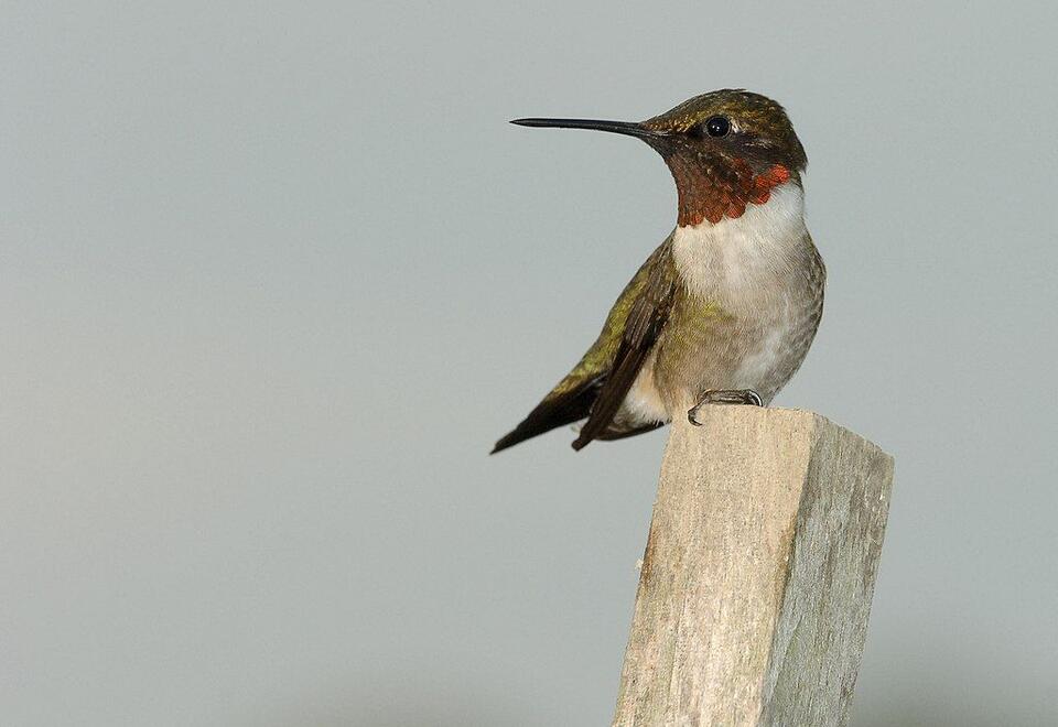 Where Did All the Hummingbirds Go?