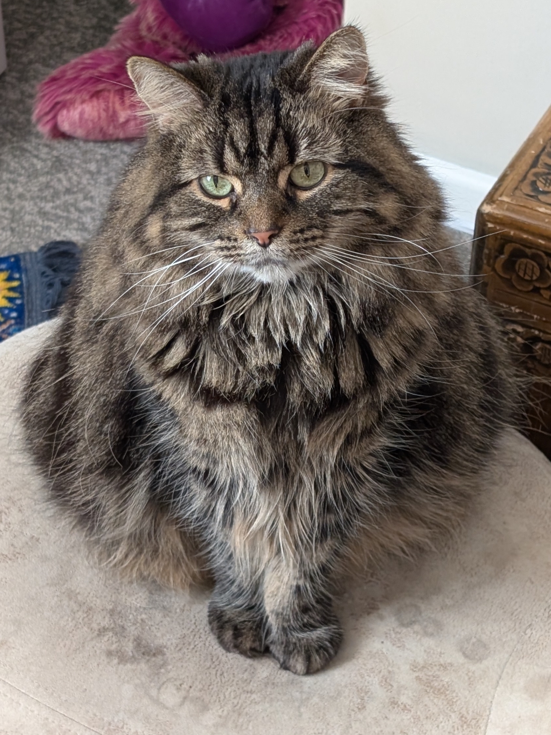 My Cat Thinks He Owns the Place