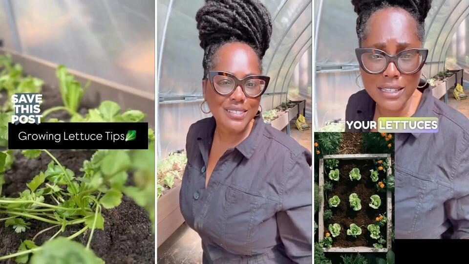 Lettuce Hack: Companion Planting FTW!