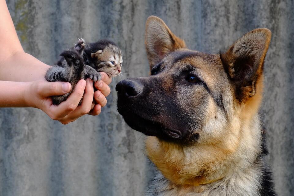German Shepherd’s Sweetest Big Bro Moment