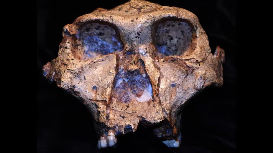 Ancient Tooth Enamel Drops DNA Bombshell