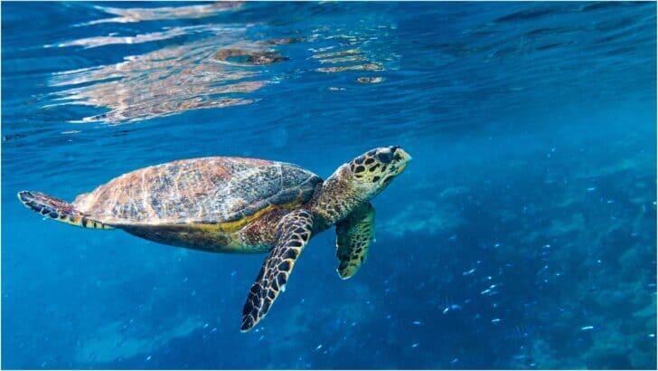 Biggest Sea Turtle Rescue Ever?!