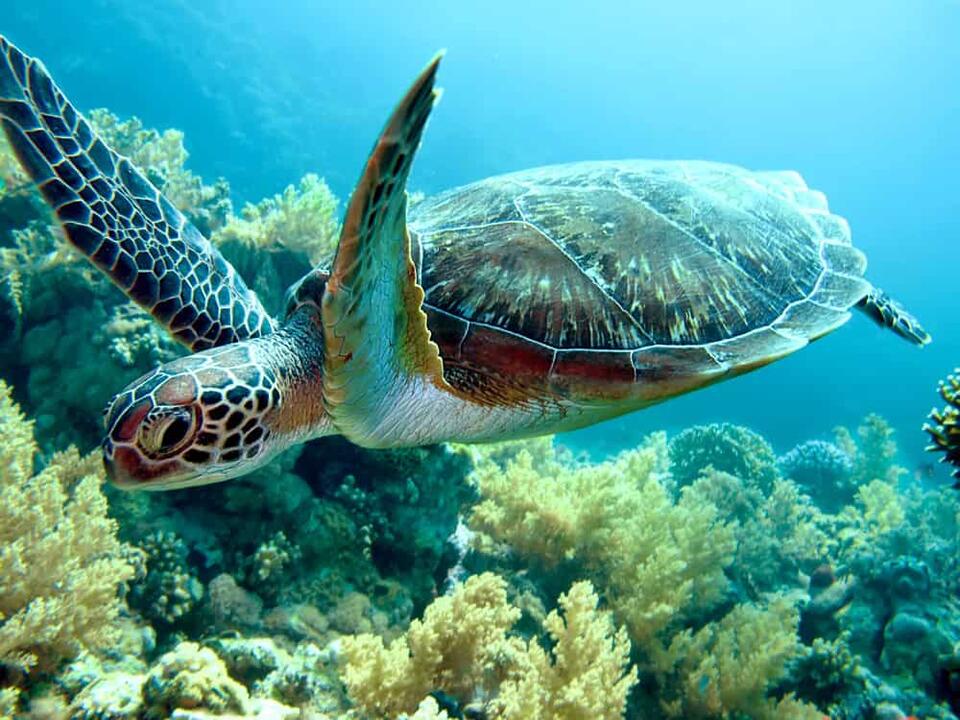 Biggest Sea Turtle Rescue Ever?!