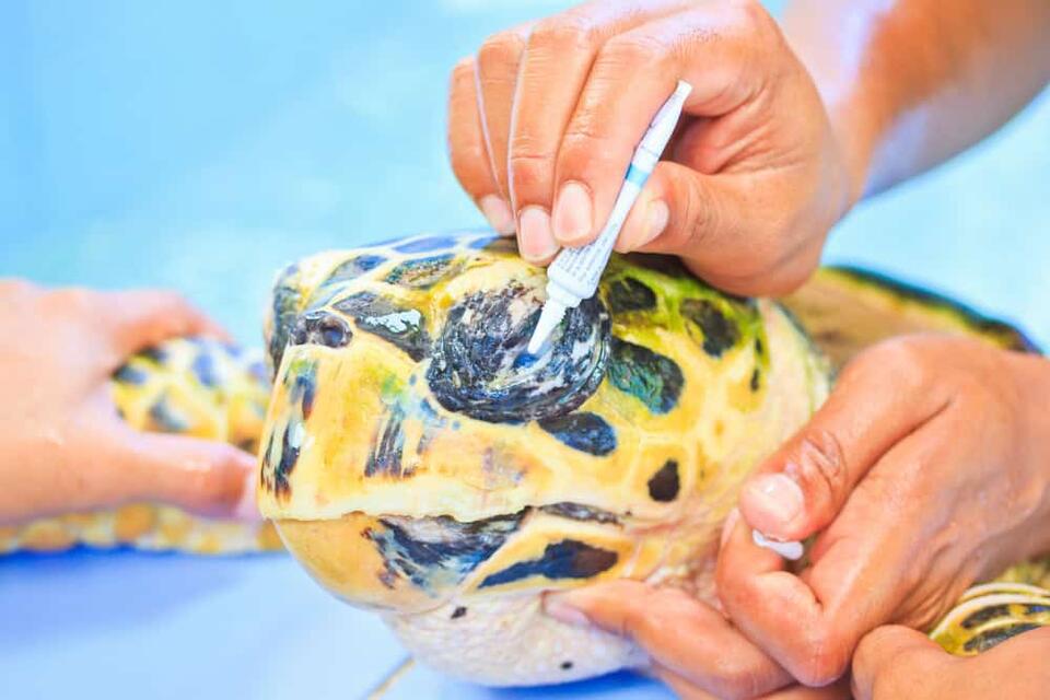 Biggest Sea Turtle Rescue Ever?!