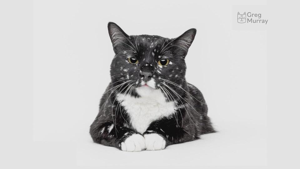 Galaxy Kitty’s Starry Makeover