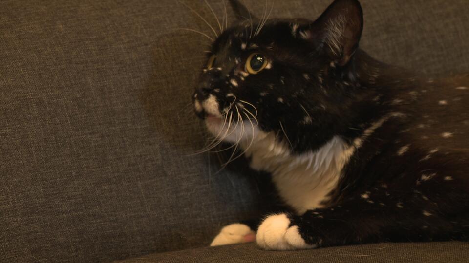 Galaxy Kitty’s Starry Makeover