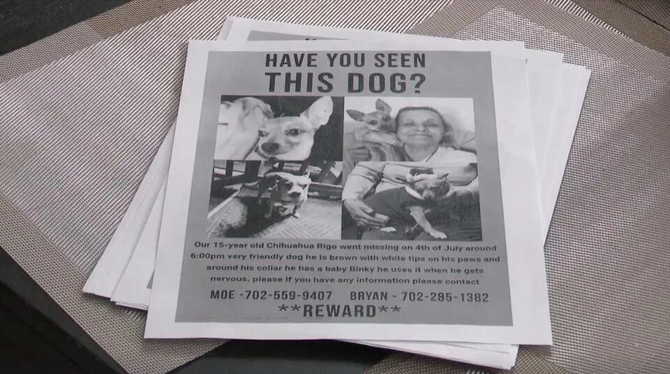 Lost Dog After Fireworks—Family Heartbroken