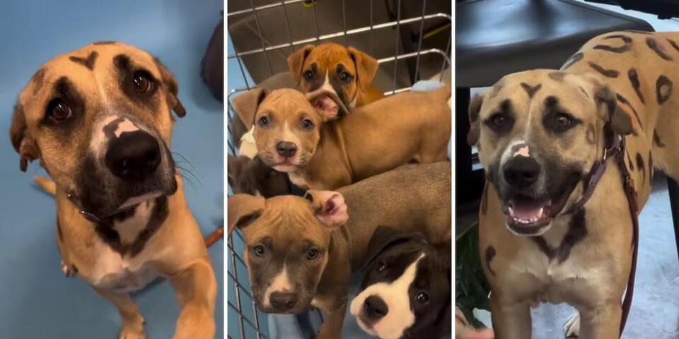 Leopard-Spotted Pup Family Needs Homes!