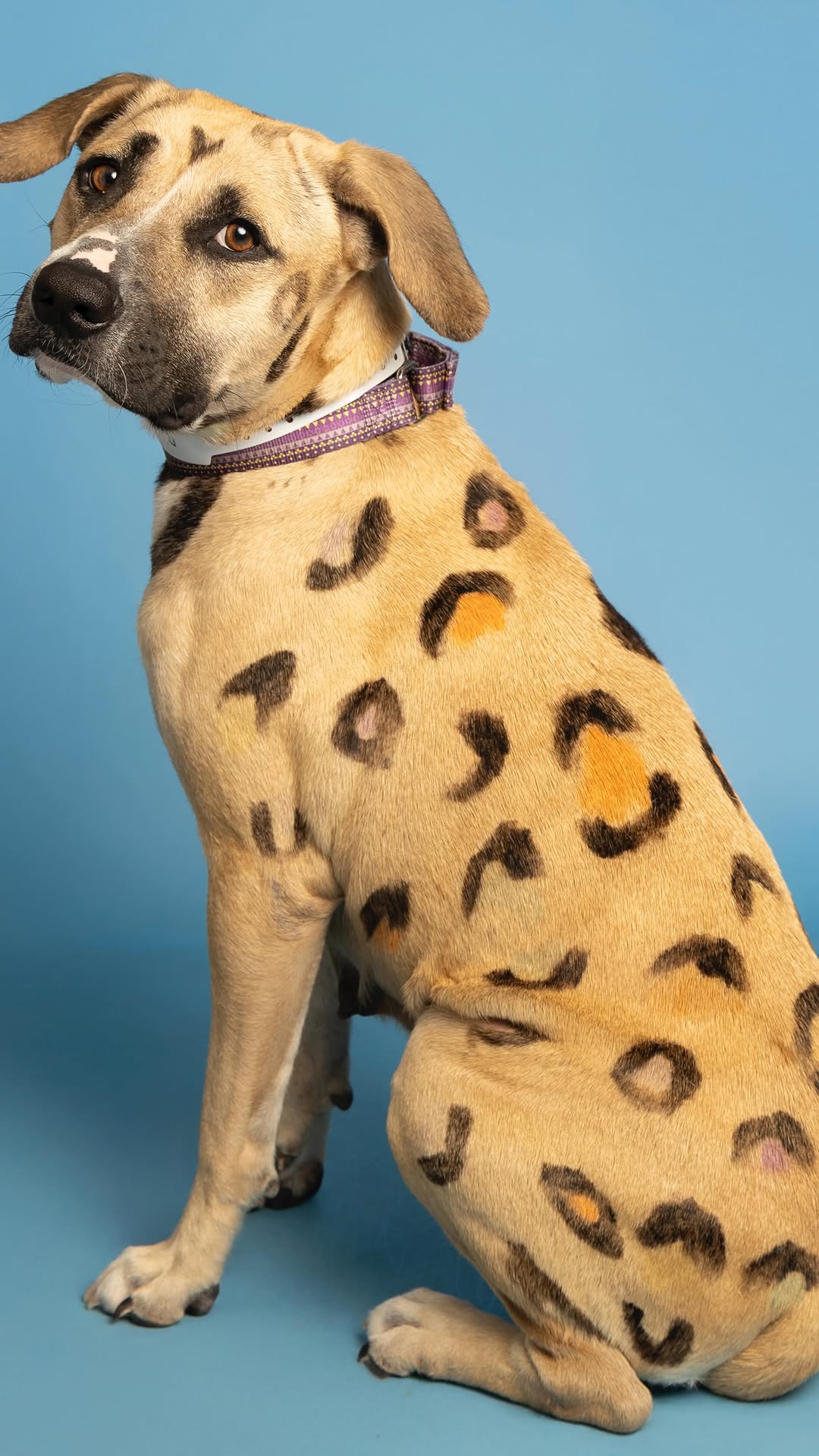 Leopard-Spotted Pup Family Needs Homes!