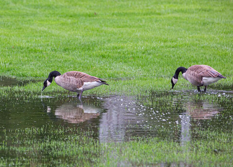 Geese Take Over Rush Hour!