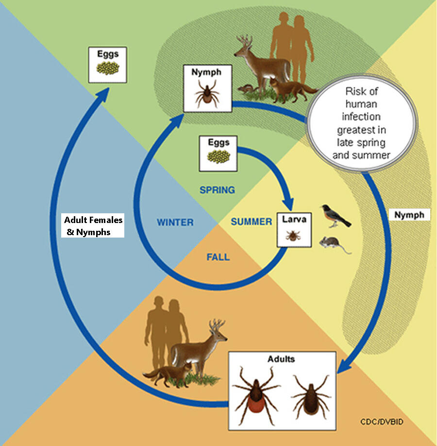 Ticks Are Out of Control This Year!
