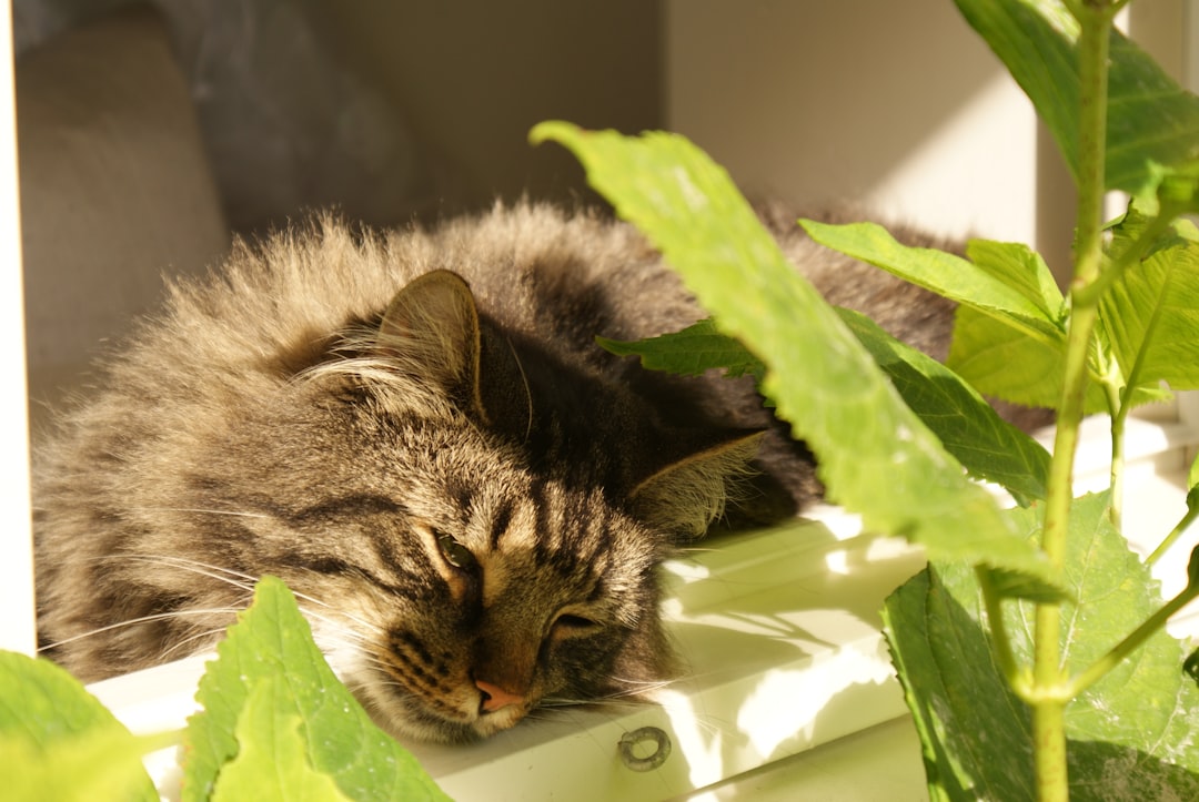Why do cats like to sleep in pots?