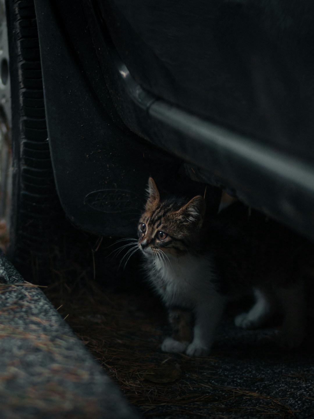 What should I do if my cat has diarrhea?