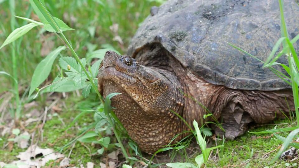 Giant Turtle on the Loose in Korea?!