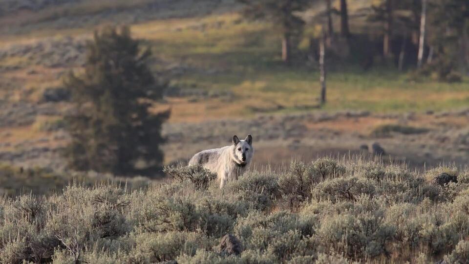 Hikers Miss Wild Wolf Pack—Literally!
