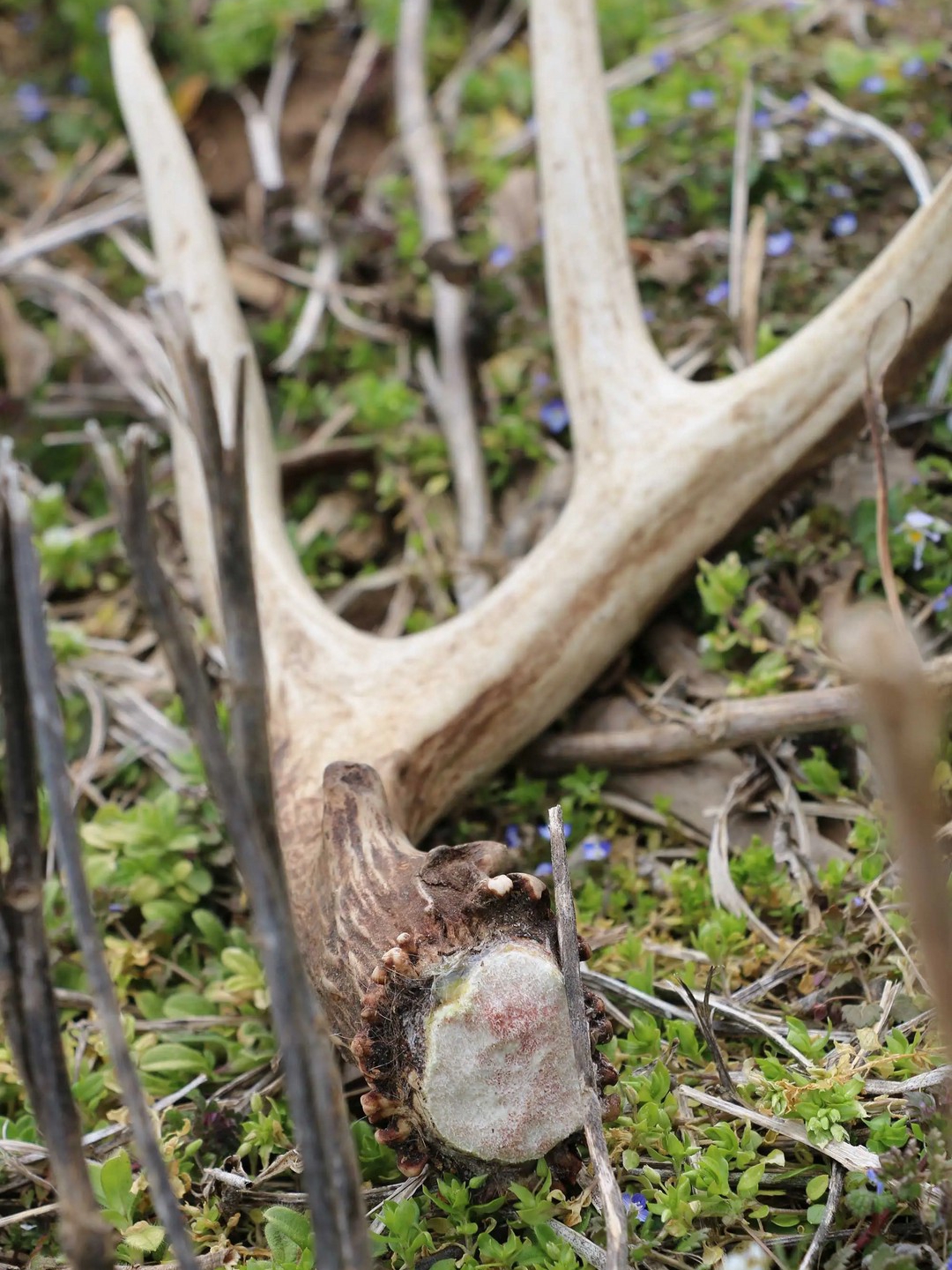 My secret spots that yielded 5 sheds last weekend!