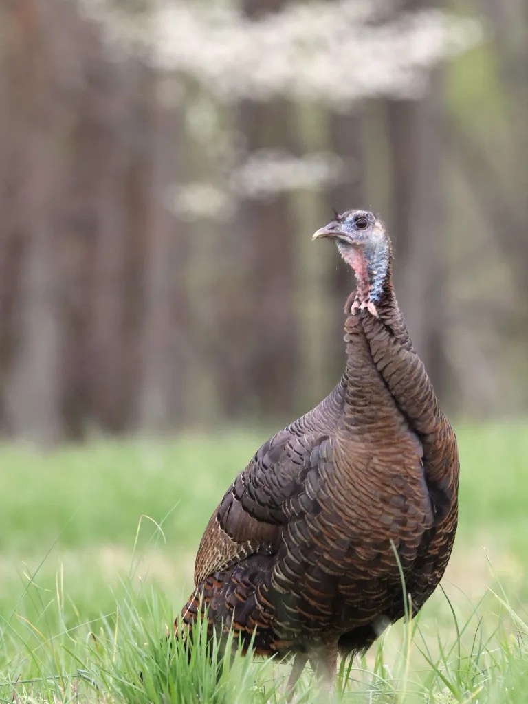 Stop scaring turkeys - try this instead 🦃