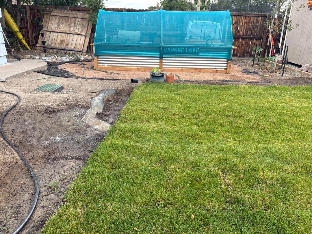 Should i rip the sod piece up, top soil/feed it, or let it be?