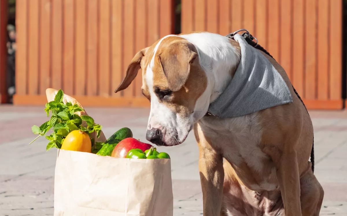 Why Does My Dog Think Groceries Are Toys?