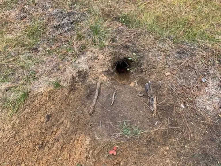 Been trapping coyotes wrong this whole time