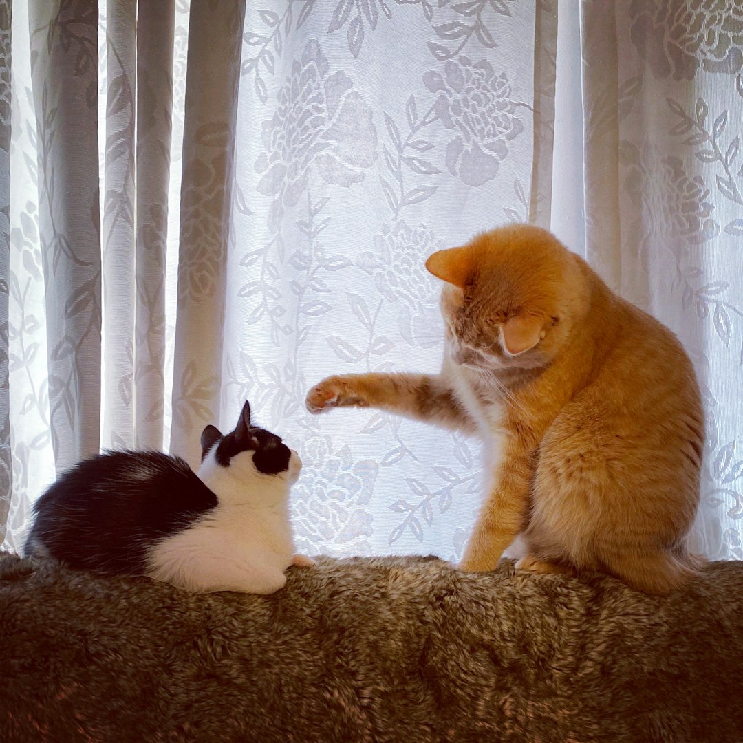 My senior cat declared war on my kitten