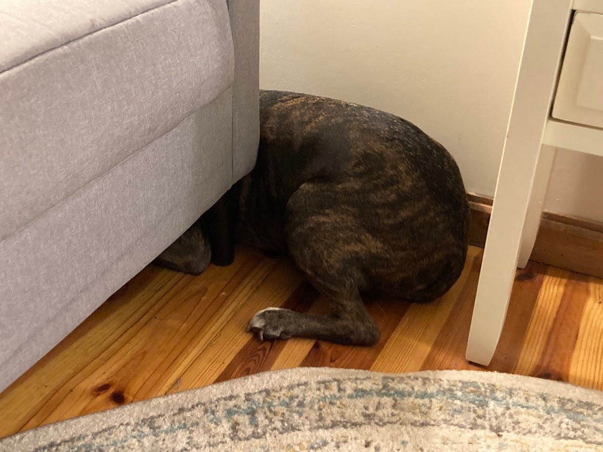 When Your Dog Hides Better Than You Ever Could