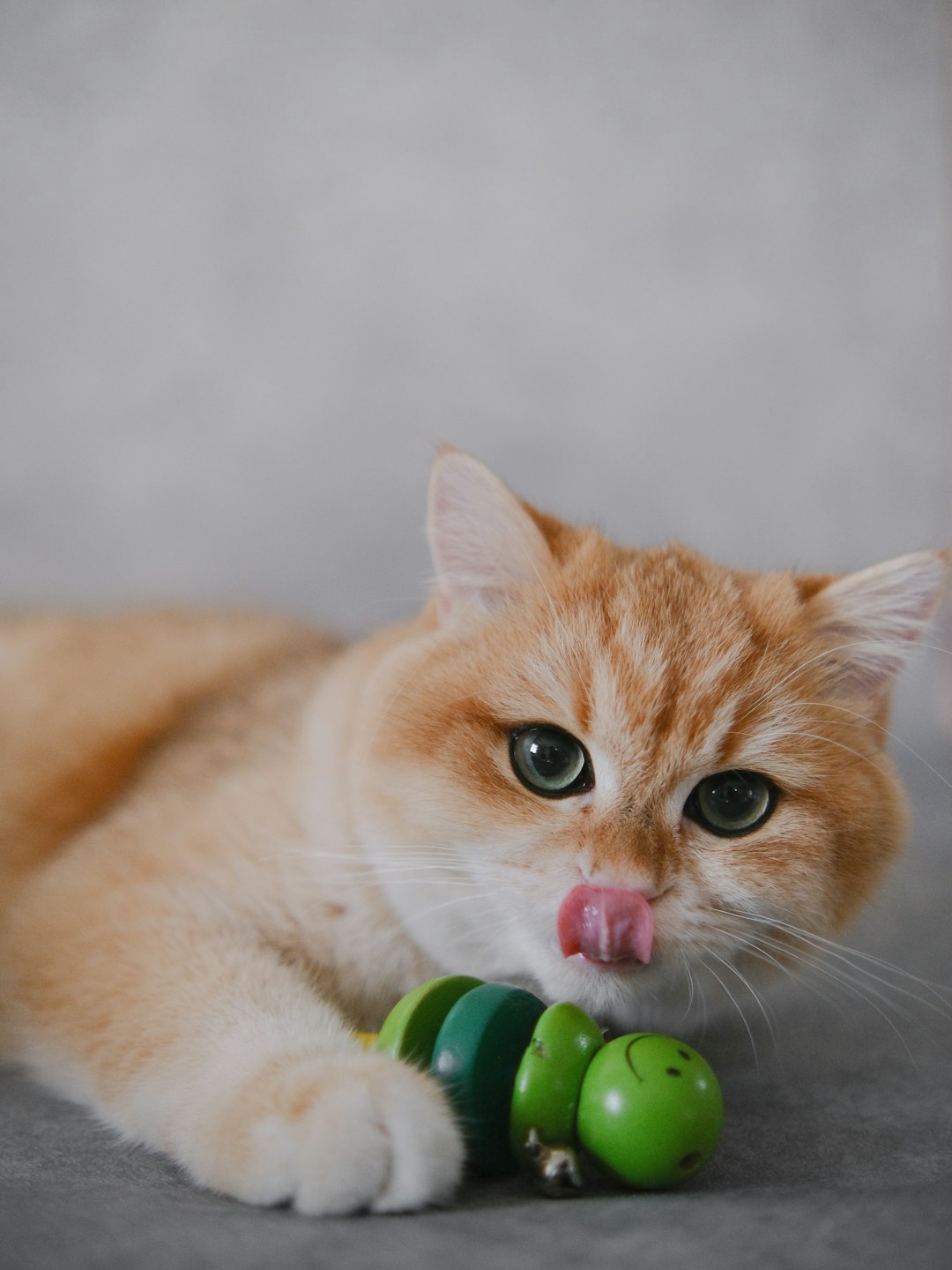 My Cat’s Chaos Is Non-Negotiable