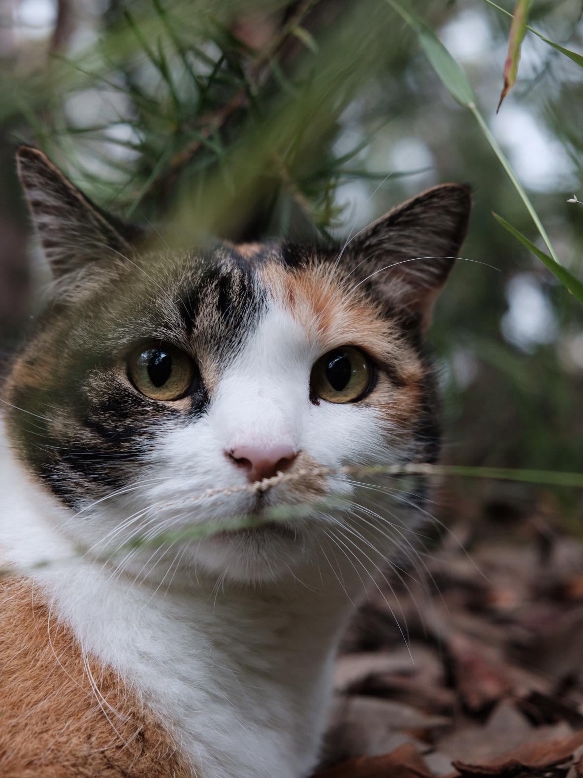 My Roommate’s Cat Thinks I’m Its Therapist