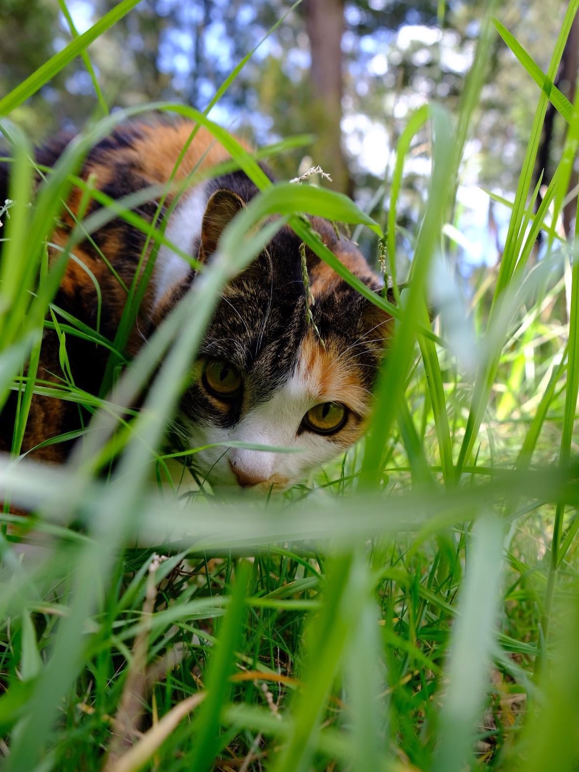 My Roommate’s Cat Thinks I’m Its Therapist