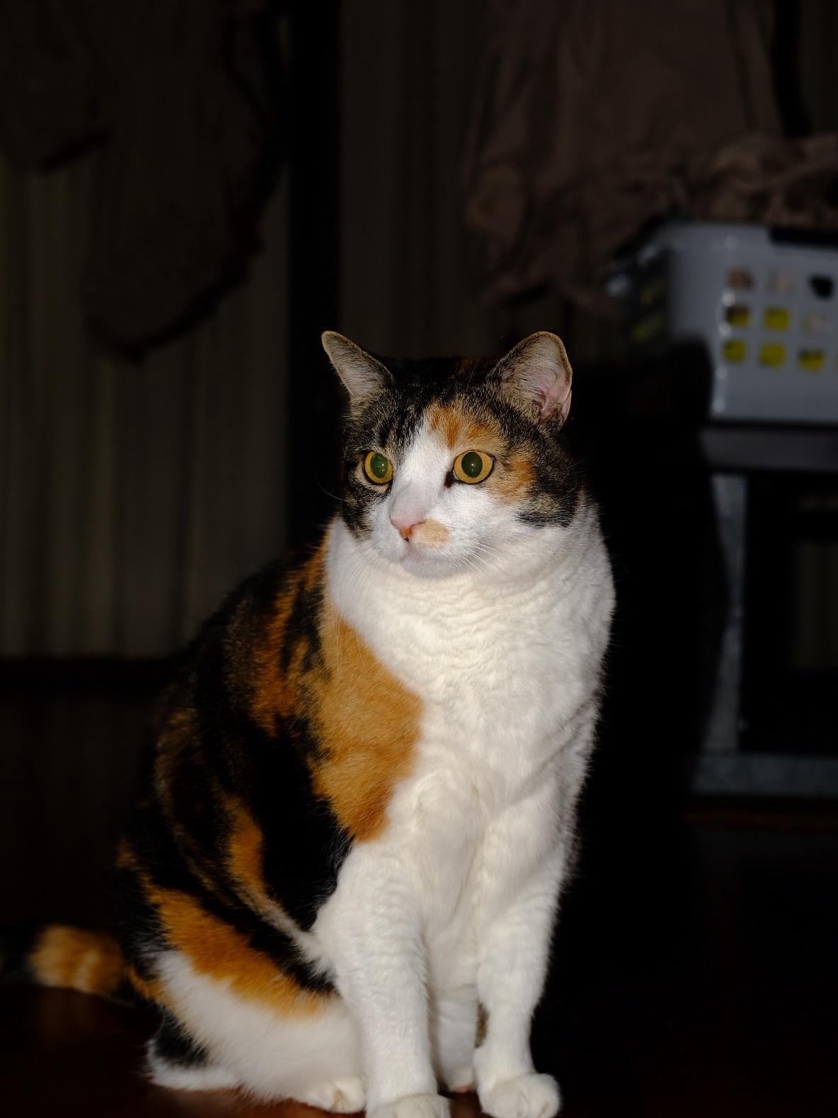 My Roommate’s Cat Thinks I’m Its Therapist