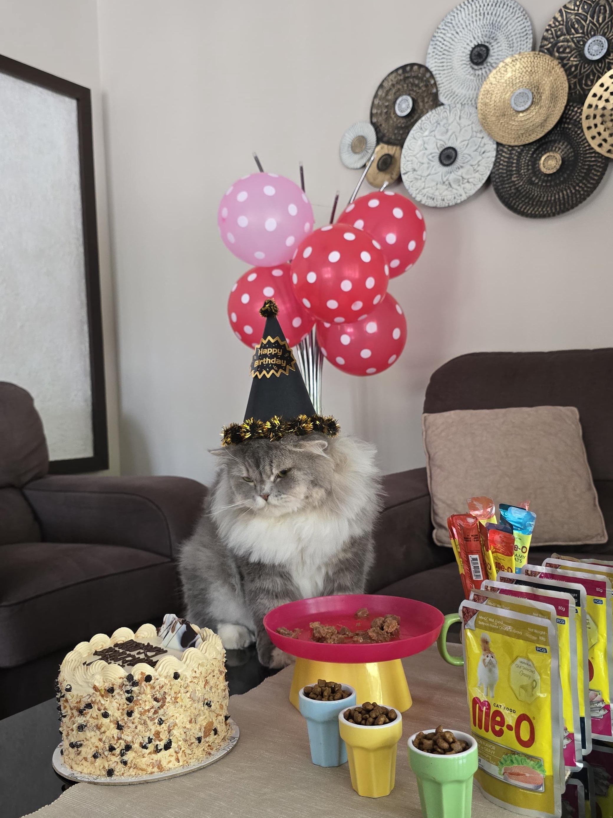 My roommate threw my cat a party without me