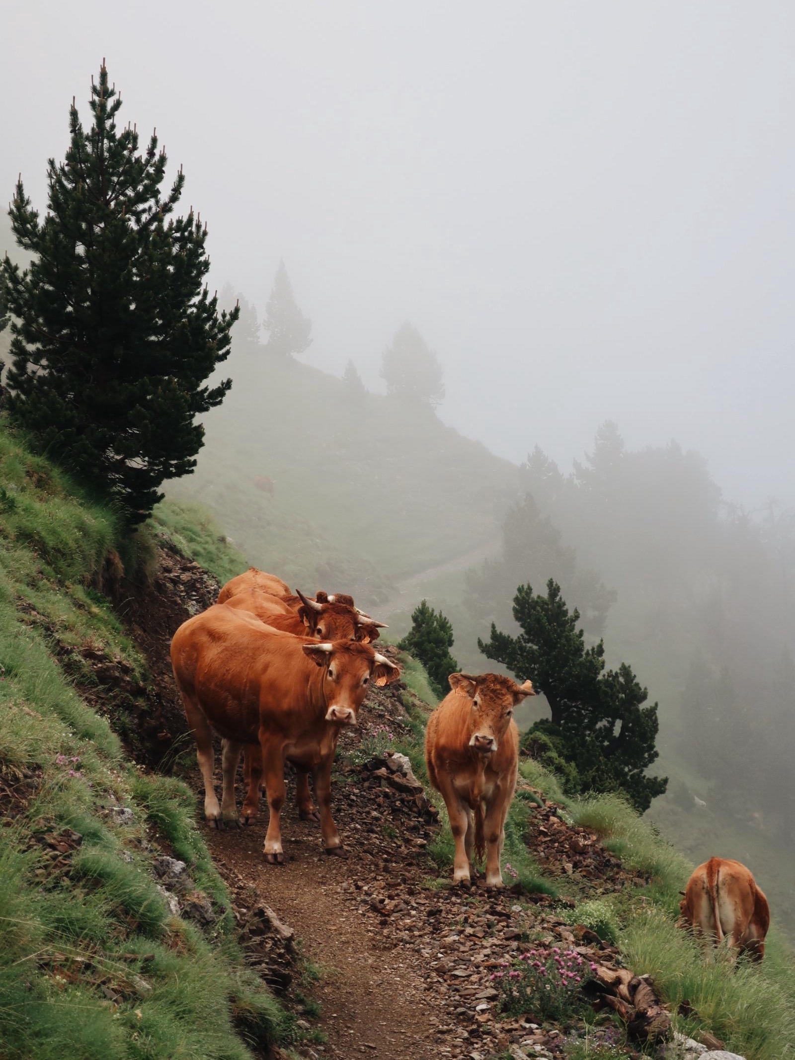 They Knew the Trail. I Wasn't Welcome.