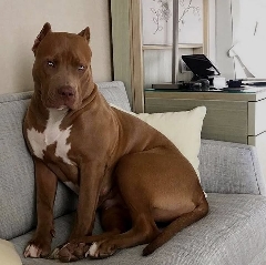 LadyJae