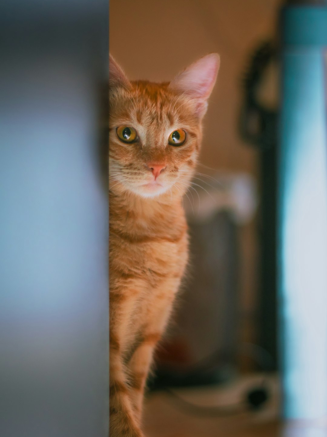 Because of the medication kitten completely broke with me 